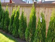 fence